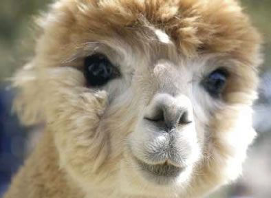 Alpaca Meter
