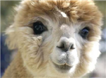 Alpaca Meter
