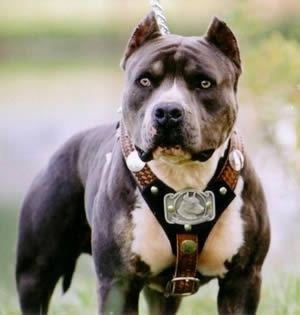 Hangi Köpek Sana Uygun
