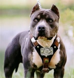 Hangi Köpek Sana Uygun