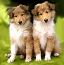 What Dog Breed Is Best For You?