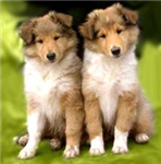 What Dog Breed Is Best For You?