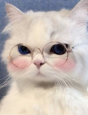 Kamu mirip hewan apa?😛🤣
