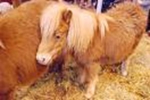 Es-Tu Poney Ou Plutot Pégase