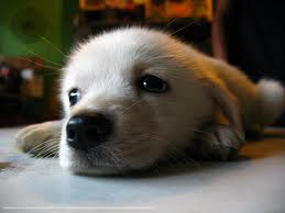 Whats The Best Pet For You??