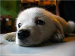 Whats The Best Pet For You??