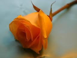 Orange rose