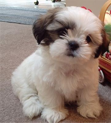 What Dog Breed Are You?