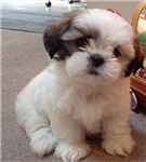 What Dog Breed Are You?