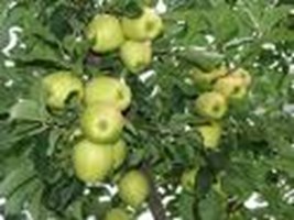 Doğum Tarihine Göre Hangi Ağaçsın?