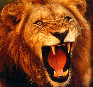 Animal