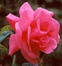 What Kind Of Rose Are You?