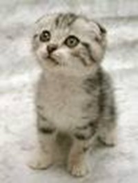 Are You Cute