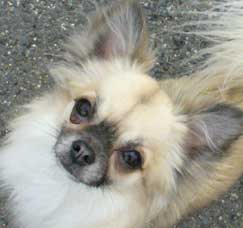 Chihuahua Quiz/Kvíz O Čivavách Pro Čechy