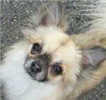 Chihuahua Quiz/Kvíz O Čivavách Pro Čechy