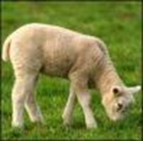 Save The Lambs Of The World From A Monotonous Diet