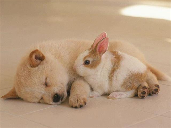Ce Animal E Perfect Pentru Tine?