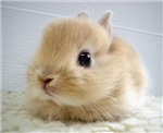 Quel Animal Est Le Plus Cute??