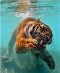 What Animal Are You?
