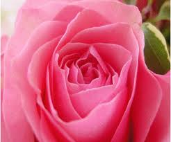 pembe gül