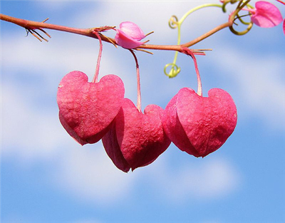 heart 16