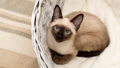 Che Tipo Di Gatto Sei?