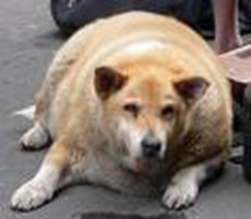 What Kind Of Animal Are You?