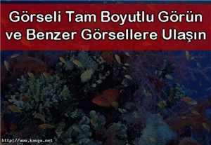 Hangi Deniz Altı Canlısısın?