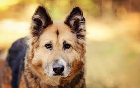 Siz Hangi Köpeği Almalısınız