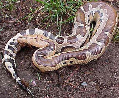 Will You Ever Eat A Snake