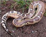 Will You Ever Eat A Snake