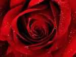 What Flower Are You ?