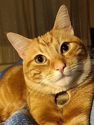 Che tipo di gatto sei?