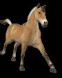 Animal Animations!