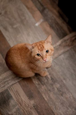 Kamu Itu Kucing Lucu Apa