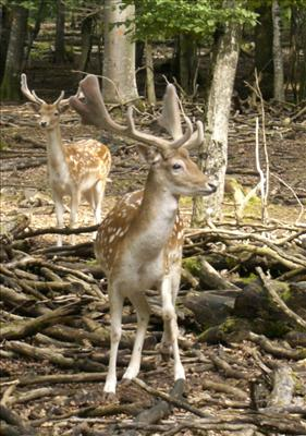 Quel Gibier Êtes-Vous ?
