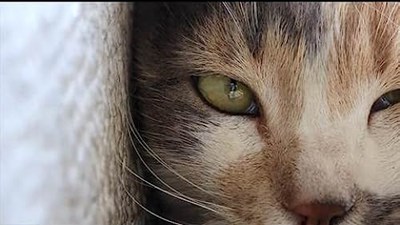 Hangi Kedi Türüsün?