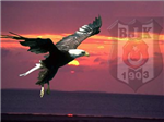 Ali09