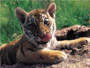 Que Animal Eres