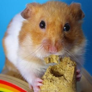 Quel Animal Es-Tu?