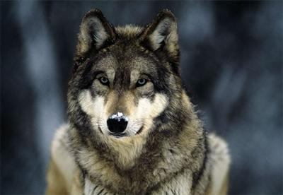 What Is The Animal In Your Spirit?