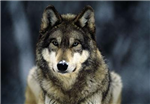 What Is The Animal In Your Spirit?