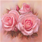 Beautiful Roses