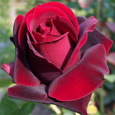 Beautiful Rose