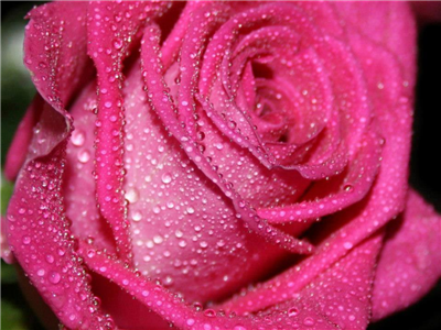 Beautiful Rose