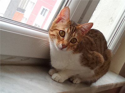 Kedileri Ne Kadar Seviyorsun?