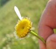 Loves Me Or Loves Me Not