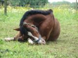 How Will Your Horse Behave Today??