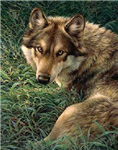 Send-A-Woodland-Creature