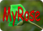 My Rose